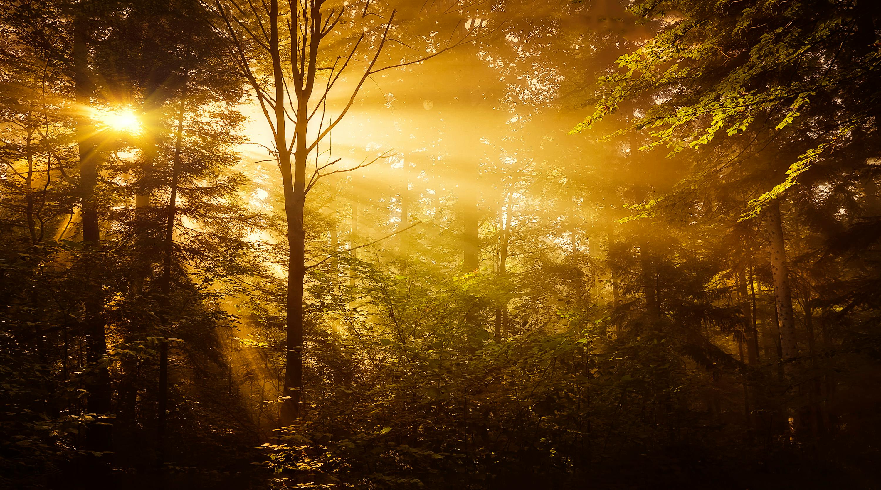 A solitary tree at golden hour